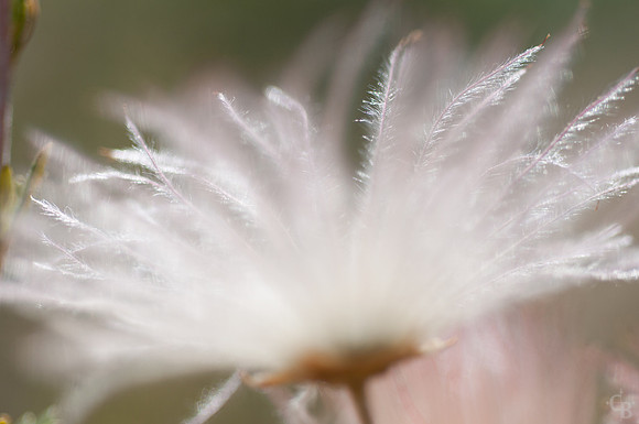 Botanic Garden 0510-9