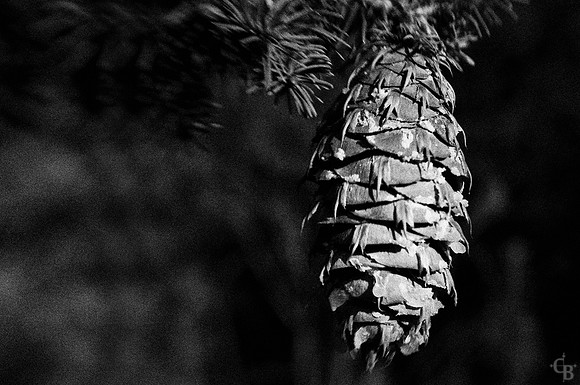 Botanic Garden 012112-2
