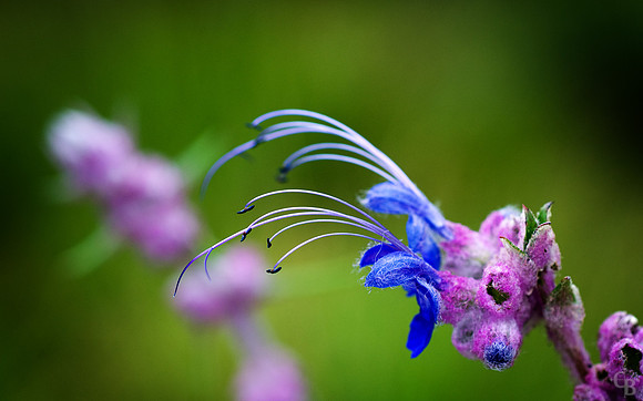 Botanic Garden-2