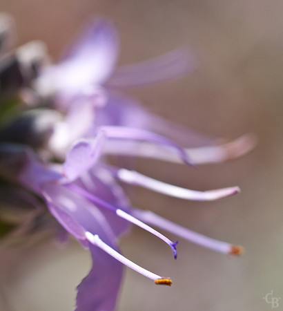 Botanic Garden 0510-15