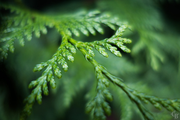 Botanic Garden 092814-1