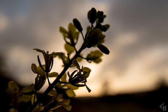 San Dimas Morning-1