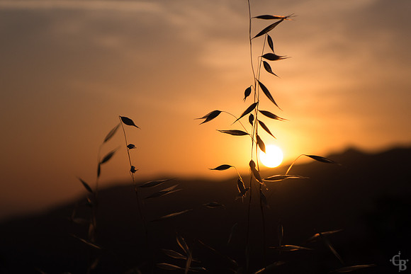 Golden Grain