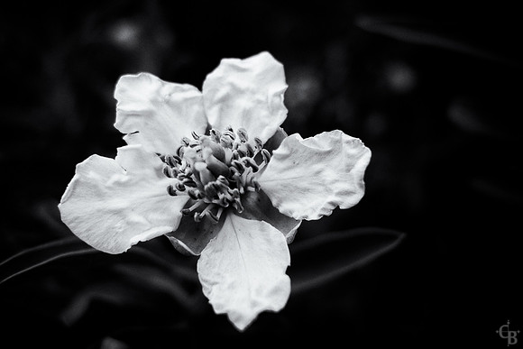 Soft Light-3