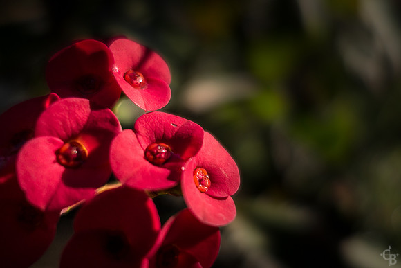 Morning Rain-4