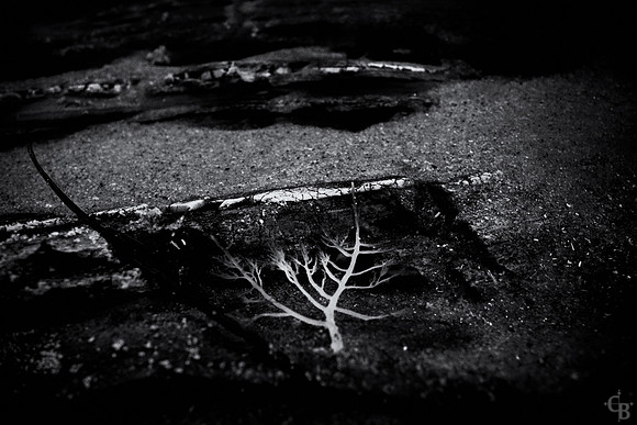 TidePools-4