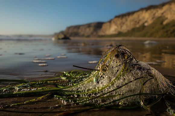 Crystal Cove Oct-3