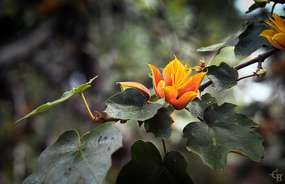 BotanicGarden028