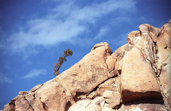 JT_FavTree_VC016