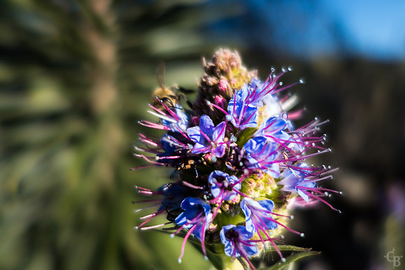 A San Dimas Morning-3