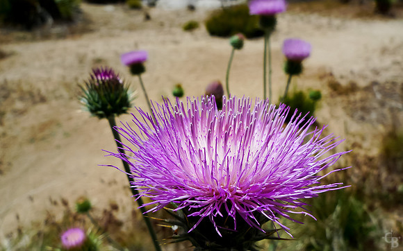 JT_DesertThisstleP1030489