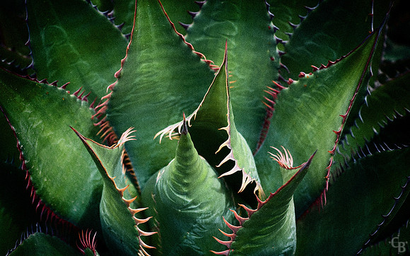 bot_agave_5768_
