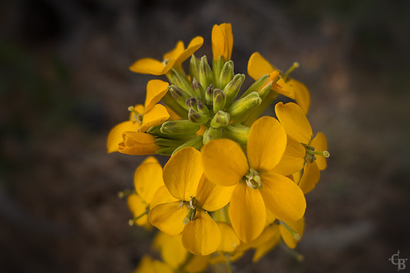 April Flowers-8