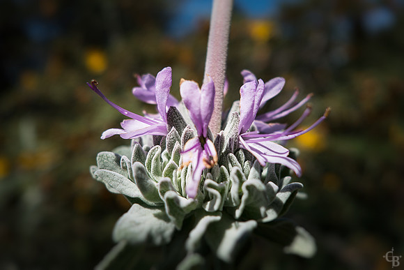 April Flowers-2