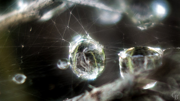 A Tangled Web