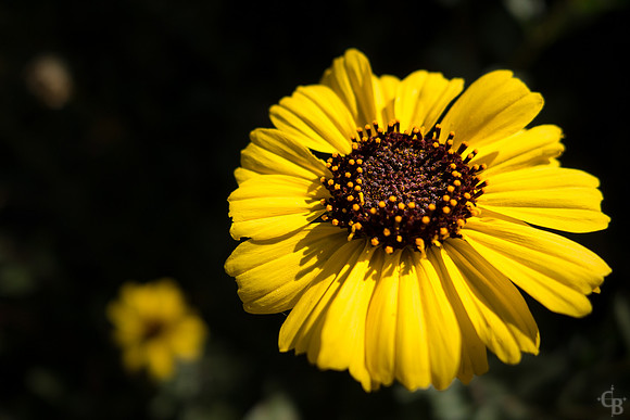 April Flowers-5