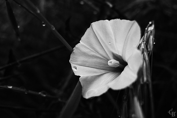 DSC04206-Edit