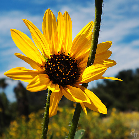 Velvia Flowers-1