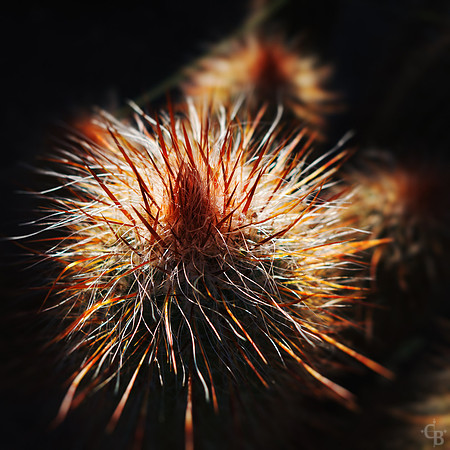 Velvia Flowers-6