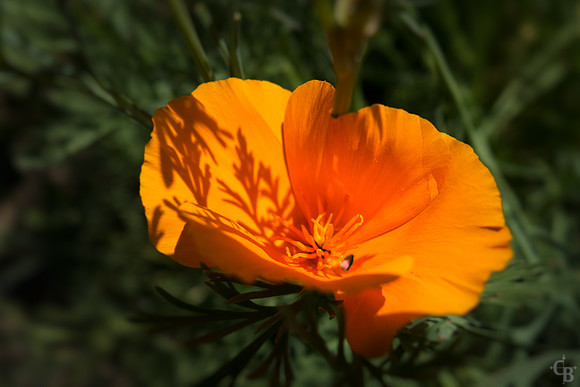 April Flowers-1