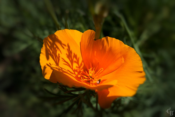 Bot Garden 042416-1
