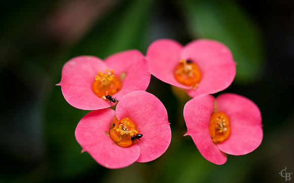 NBC_DSC_6700_FlatCrop