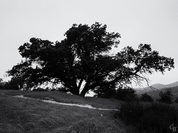 Walkin in the Rain-1
