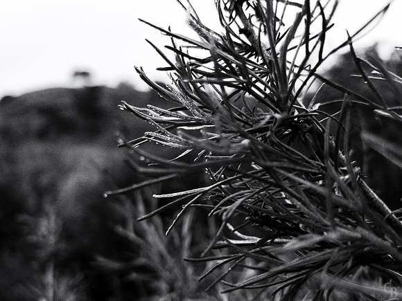 Walkin in the Rain-2