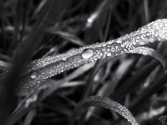 Walkin in the Rain-5