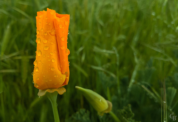 Early Poppy