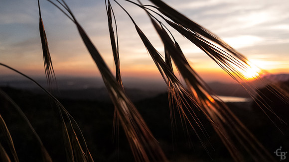 Golden Grass