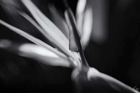 Spring Lensbaby-1