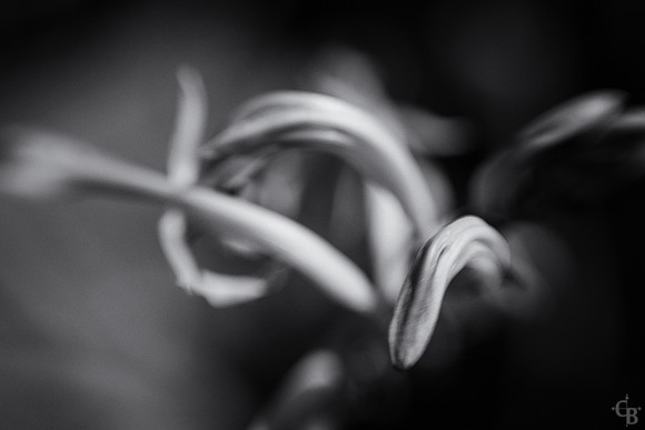 Spring Lensbaby-7