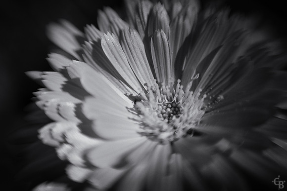 Spring Lensbaby-8