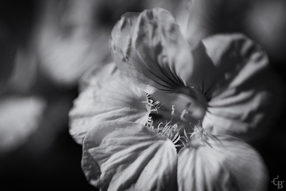 Spring Lensbaby-9