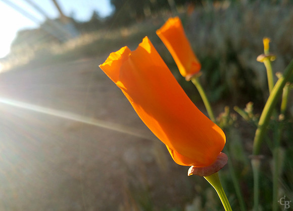 California Gold