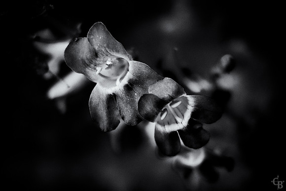 Soft Light-10