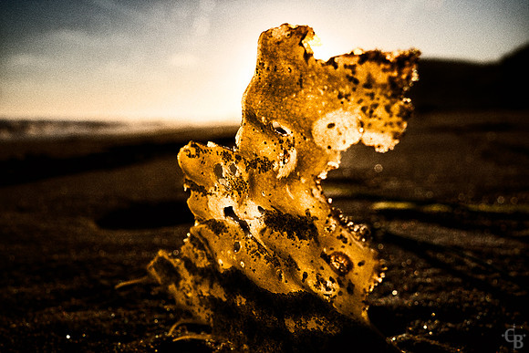 Cove Gold-2
