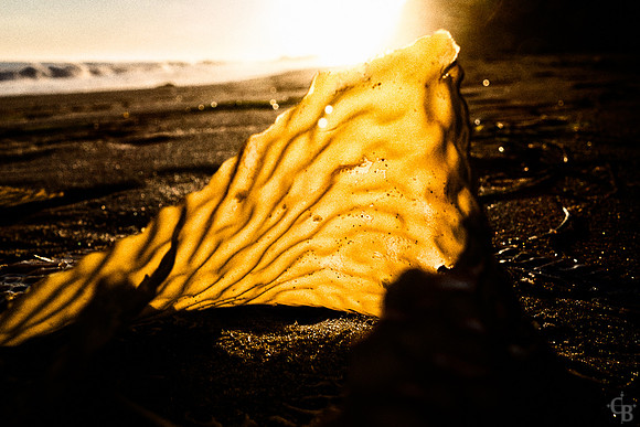 Cove Gold-1
