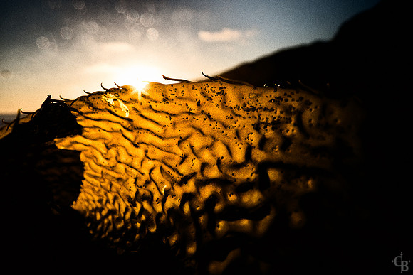 Cove Gold-3