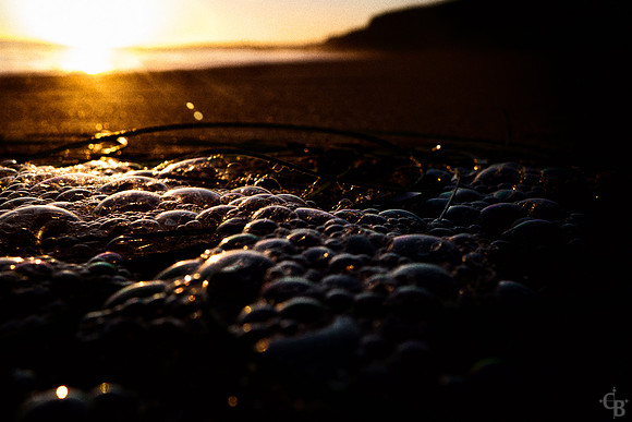 Cove Gold-4