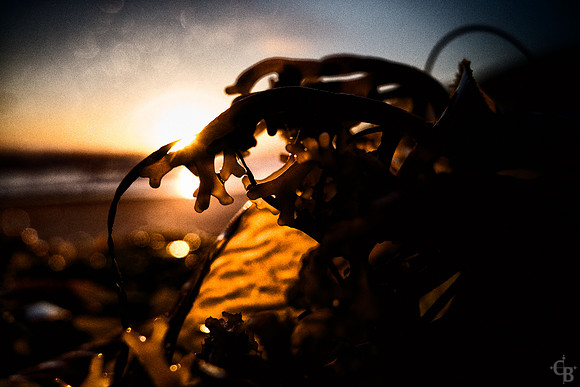 Cove Gold-5