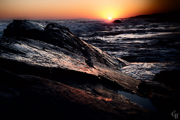 Cove Gold-7