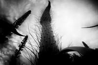 The Stalk