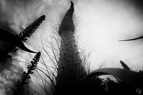 The Stalk