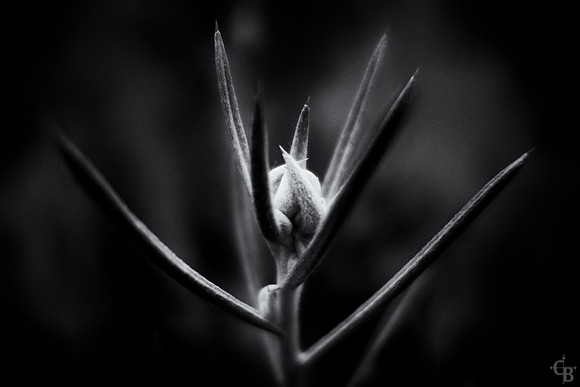Soft Light-2
