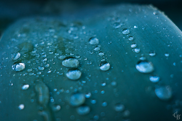 Morning Rain-2