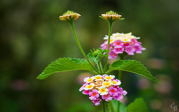NBC_DSC_6554_FlatCrop