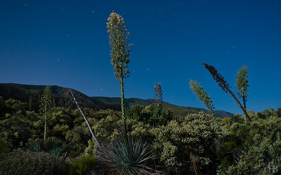 StaryNight1_6963