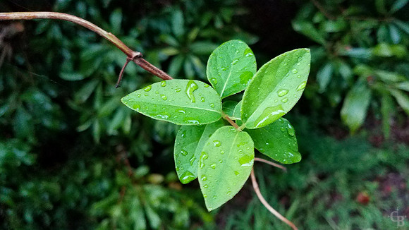 Carolina Green